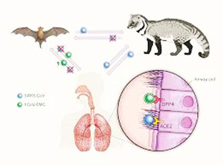 Nơi bắt nguồn của Corona virus.