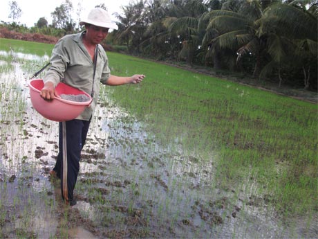 Anh Nguyễn Văn Phi, ấp Hòa Lợi Tiểu, xã Bình Ninh (Chợ Gạo) đang rải phân cho lúa.