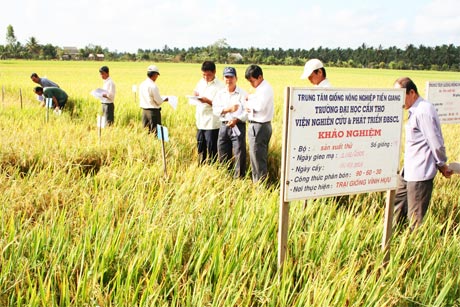 Hội viên nông dân tham quan  Trại Lúa giống  Vĩnh Hựu.