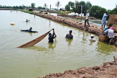 Thu hoạch tôm sú nuôi công nghiệp. Ảnh: HỮU DƯ