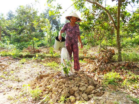 Điện yếu nên người dân không thể sử dụng mô tưa  mà phải sử dụng gàu hoặc thùng tưới.