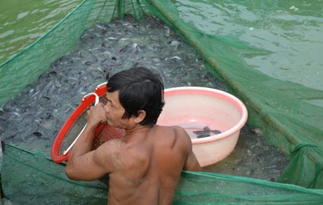Xuất bán cá trê tại xã Nhị Mỹ, huyện Cai Lậy, Tiền Giang. Ảnh: Vân Anh