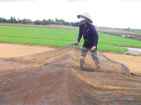 Mô hình  hợp tác  sản xuất  lúa giống  góp phần nâng hiệu quả canh tác  cho nông dân.