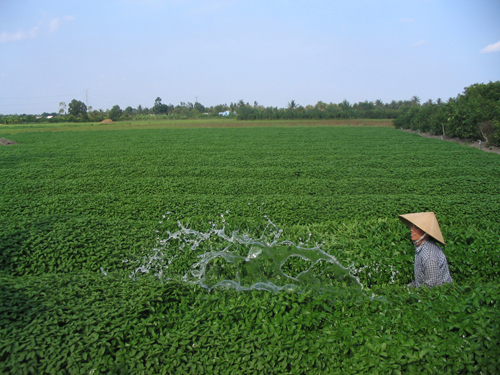 Trồng rau húng ở Châu Thành.