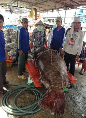 Con cá bống mú nặng 250,5kg. Ảnh: Nguyễn Vũ Linh