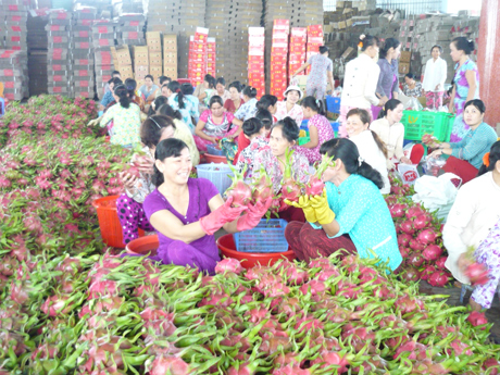 Thanh long đang là mặt hàng nông sản của tỉnh tham gia xuất khẩu mạnh trong thời gian vừa qua. (ảnh chụp tại Công ty TNHH Long Việt, huyện Chợ Gạo)