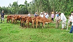 Dự án Heifer hỗ trợ 300 con bò giống