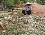 Giải pháp nào để cây bàng hồi sinh?