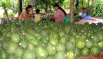 Hỗ trợ áp dụng Quy trình thực hành sản xuất nông nghiệp tốt
