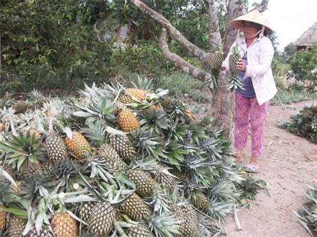 Thương lái bắt đầu đẩy mạnh thu mua khóm trở lại.