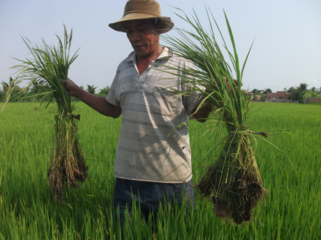 Theo kế năm 2013, trong 11 nhóm nghề đào tạo nghề nông nghiệp, kỹ thuật trồng lúa mở 14 lớp.