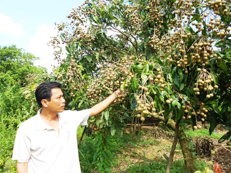 Anh Nguyễn Kiến Văn bên vườn nhãn Ido đang cho thu hoạch ổn định.