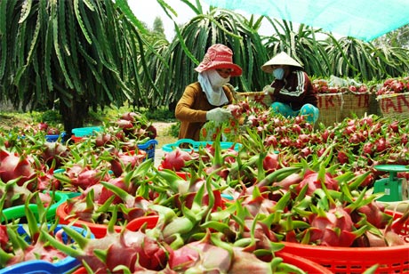 Bưởi, thanh long có thị trường tiêu thụ trong và ngoài nước nhưng đang bị sâu bệnh “lạ” gây hại làm cho nhà vườn lo lắng.