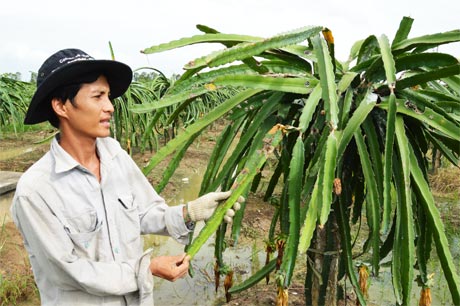 Vườn thanh long của một nông dân bị nhiễm bệnh đốm trắng.