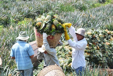 Nhờ công tác chuyển giao khoa học - kỹ thuật của Hội Nông dân, năng suất  và chất lượng của nông sản ngày một nâng cao.