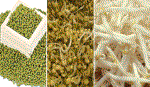 Giá đỗ xanh làm thuốc