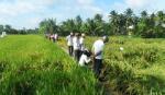 Hội thảo đánh giá giống lúa vụ hè thu 2013