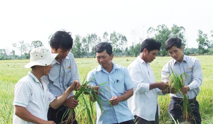 Cán bộ kỹ thuật và nông dân tham quan Cánh đồng mẫu lớn ở huyện Tân Phước. Ảnh: T.Tấn