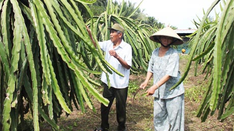 Chú Chuột, cô Xuân chăm sóc vườn thanh long.