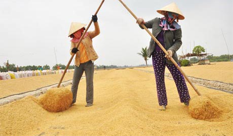 Giá lúa bấp bênh, khiến nông dân ngày thêm khó khăn.