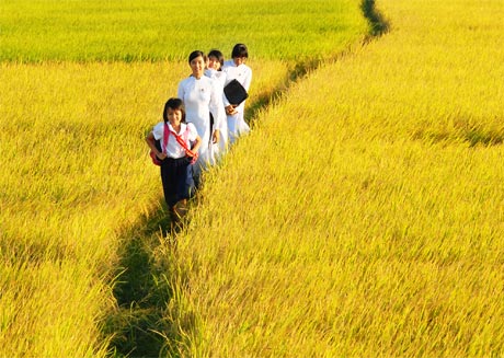 Cánh đồng lúa ở xã nông thôn mới Tân Hội Đông - huyện Châu Thành.