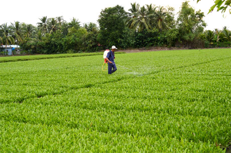 Nông dân trồng rau ngò gai tại xã Lương Hòa Lạc, huyện Chợ Gạo. Ảnh: Vân Anh