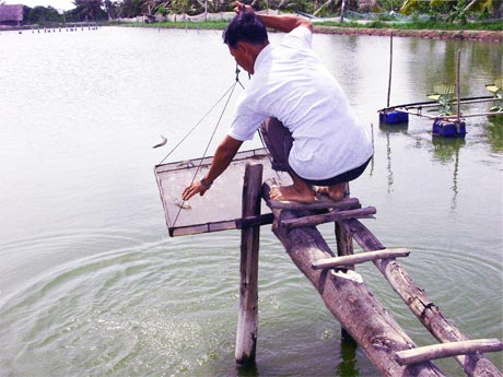 TTCT được nuôi theo hình thức thâm canh và bán thâm canh ở quy mô nông hộ. (Ảnh chụp ở xã Phước Trung, huyện Gò Công Đông).