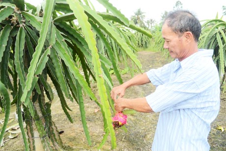 Ông Nguyễn Thành Nhuần bẻ bỏ trái thanh long bị bệnh đốm trắng.