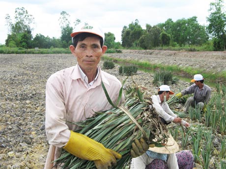 Dù tuổi đã cao nhưng ông Bùi Công Thành hàng ngày vẫn miệt mài lao động.