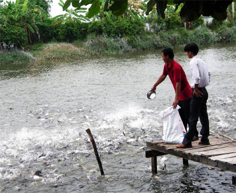 Do thua lỗ kéo dài nên nhiều hộ nuôi cá đang gặp khó.