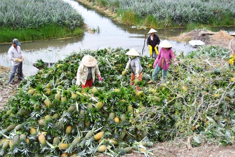 Công tác khuyến nông đem đến vụ mùa bội thu cho nông dân xã Phú Mỹ.