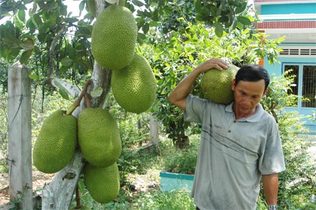 Một thời mít Thái siêu sớm thịnh hành.