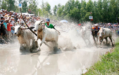 Các đôi bò tranh tài quyết liệt.