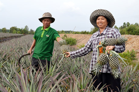 Cây khóm giúp cho nông dân Tân Phước thoát nghèo.