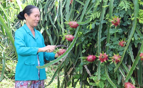 Tiền Giang đang quan tâm đầu tư, nâng cao sức cạnh tranh của thanh long trên thị trường trong và ngoài nước. Ảnh HL