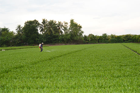 TP. Hồ Chí Minh đã có liên kết trong việc tiêu thụ rau cho một số hợp tác xã rau của tỉnh Tiền Giang. Ảnh: Vân Anh