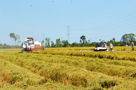 Xây dựng cánh đồng mẫu lớn đang là yêu cầu tất yếu để giúp nông dân làm giàu. Ảnh: Vân Anh