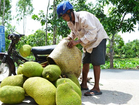 Rất nhiều thách thức đang đặt ra đối với nông sản của Việt Nam khi tham gia vào TTP. Ảnh: Vân Anh