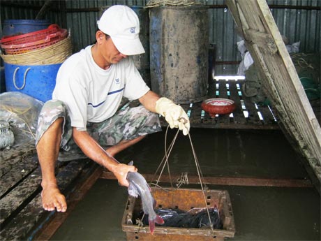 Cá lăng nha nuôi bè mau lớn, bán được giá cao.            	           Ảnh: B.T