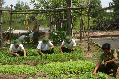 Trồng rau xanh tăng gia sản xuất ở đồn Biên phòng Tân Thành.