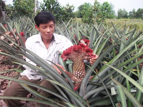 Để có trái khóm phụng bung xòe đuôi thật đẹp trong mấy ngày Tết, nông dân phải xử lý bằng khí đá từ tháng 8 âl.