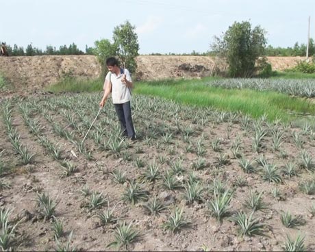 Tân Hòa Đông, huyện Tân Phước.