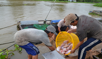 Thu hoạch cá bè ở xã Thới Sơn