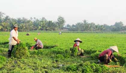 Anh Võ Văn Minh (đứng) đang thu hoạch rau om. 