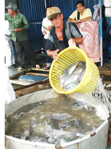 Thu hoạch cá bè ở Thới Sơn.