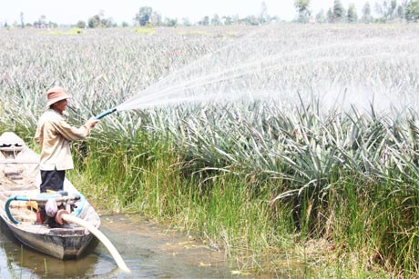 Chú Nguyễn Văn Chức (ấp Tân Hưng Phú) chăm sóc cây khóm.