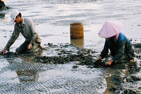 Hiện nghêu được thương lái thu mua với giá từ 20.000-22.000 đồng/kg, tăng hơn 4.000 đồng/kg so với tháng trước.