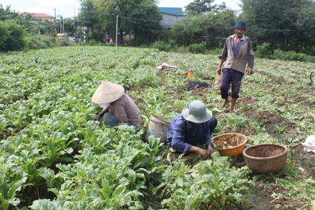 Ảnh minh họa. Ảnh: Như Lam