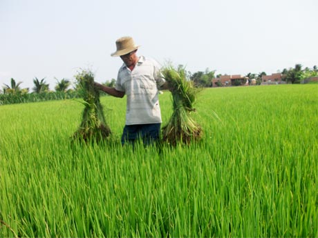 Tỷ suất lợi nhuận từ trồng lúa hiện nay khá thấp và dự báo sẽ càng khó khăn hơn trong những năm tới.