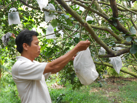 Anh Nguyễn Kiến Văn đang tập trung chăm sóc vụ bưởi Tết.